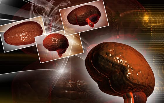 Brain