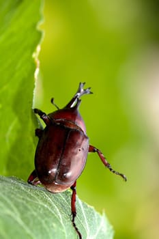 Rhinoceros beetle