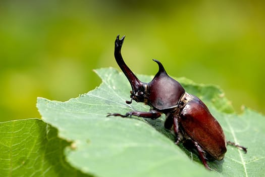 Rhinoceros beetle