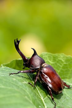 Rhinoceros beetle