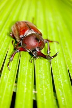 Rhinoceros beetle