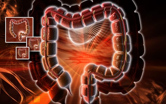 Large intestine