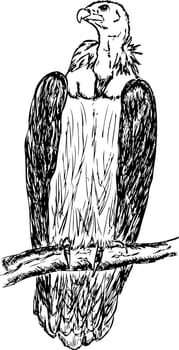 large vulture