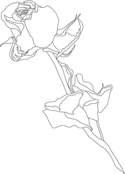 rose
