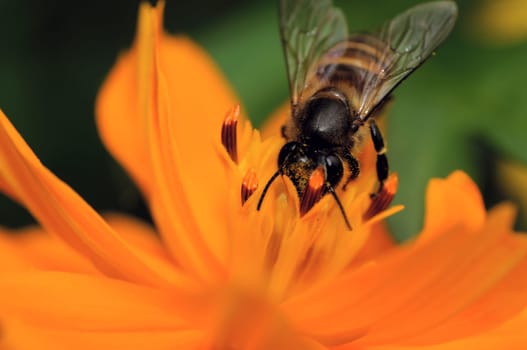 Bee