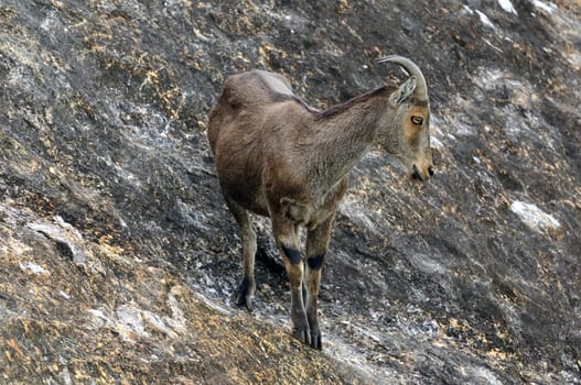 Nilgiri Tahr