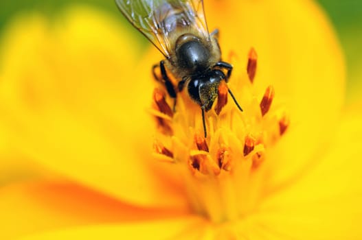 Bee