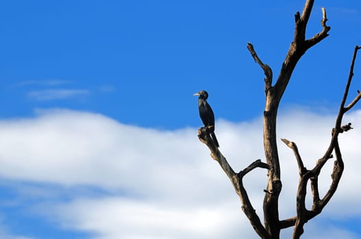 Cormorant