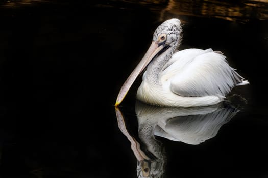 Pelican