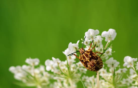 The photo shows the larva of the purple stink bug in its last dress (larval stage L5)