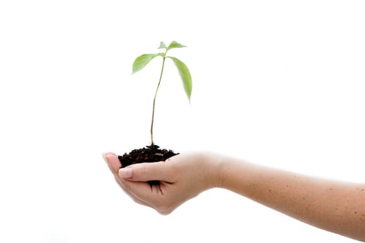 Plant in female hand