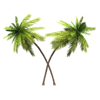 2x 3D Coconut Palm Clipped 02