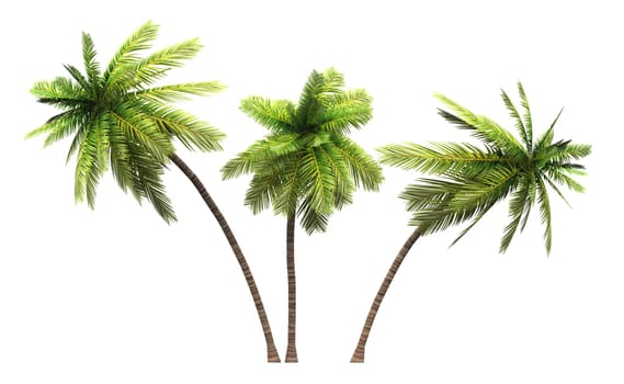 3x 3D Coconut Palm Clipped 02