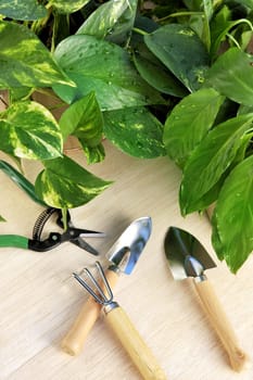 Gardening tools and houseplants still life