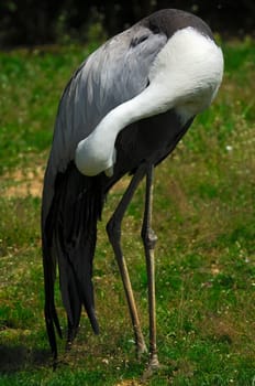 Lesser crane cares for the plumage