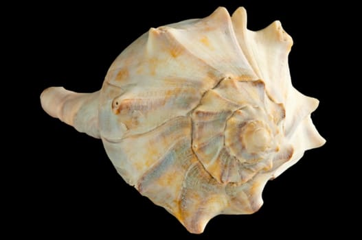 Sea Snail