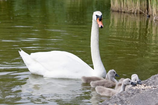 Swan Family