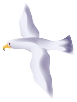 Seagull