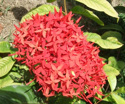 Ixora