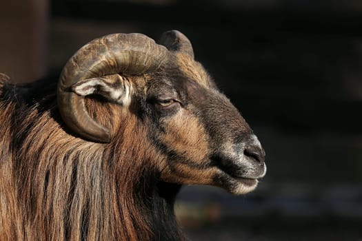 Capricorn