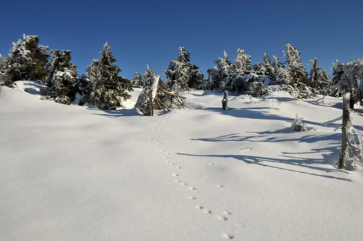 Frost on the Brocken in the Harz Mountains