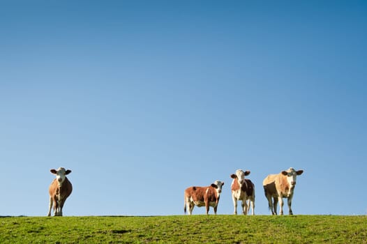 Cows with Blue Sky