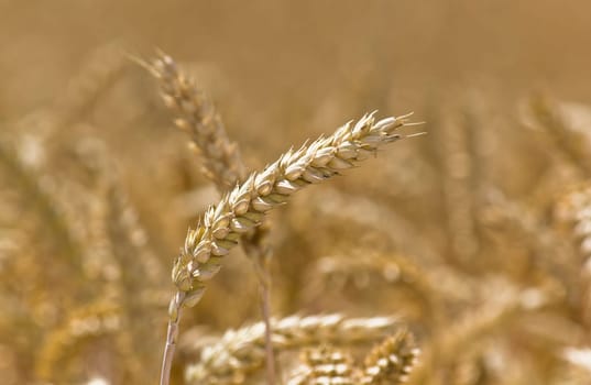 Golden Fields - Harvest Time Background 2