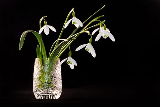 Snowdrops in crystal glass