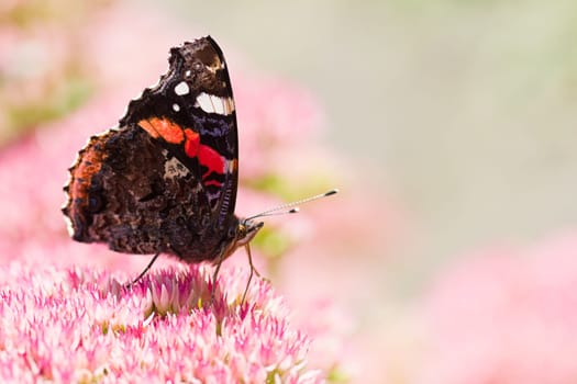 Butterfly Red admiral on sedum flowers