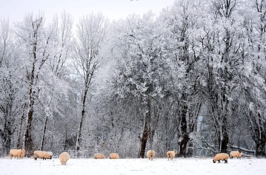 some sheeps in snow