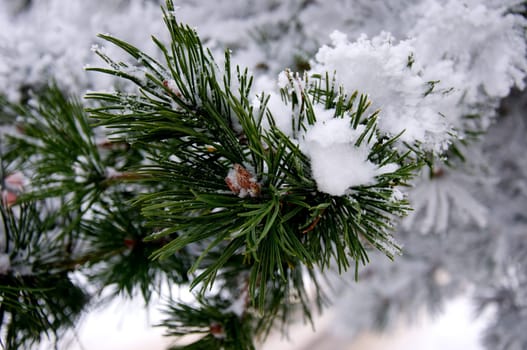 Tannenzweig im Schnee