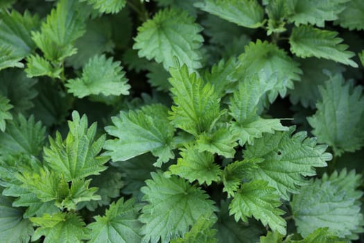 Nettle leaves