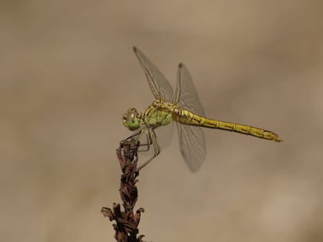 Green wedge damselfly