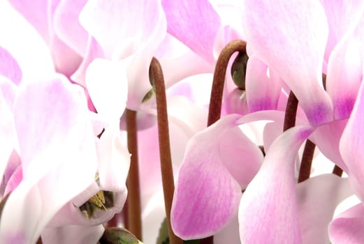 Cyclamen with pink-white flowers