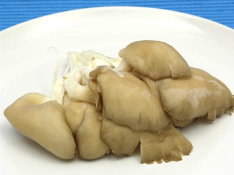 Oyster mushrooms on white porcelain plate