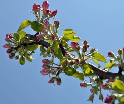 Apple blossoms