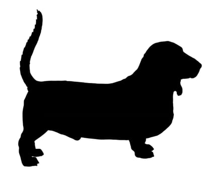 Basset