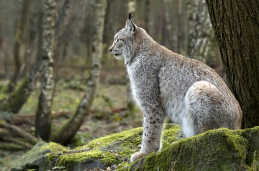 eurasian lynx,lynx lynx,eurasian lynx