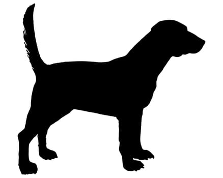 Beagle