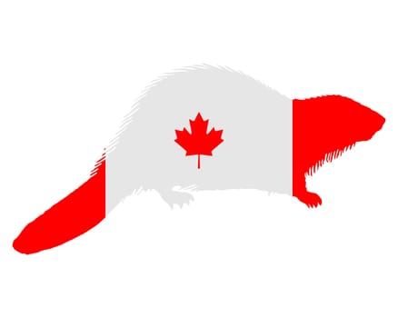 Canadian beaver