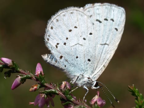 Holly blue