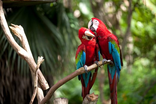 Colorful scarlet macaw perched on a bra