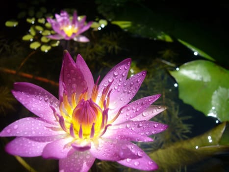 Beautiful Lotus for background use