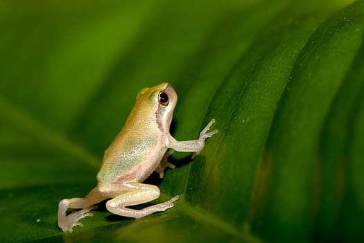 Baby Tree frog on the leaf