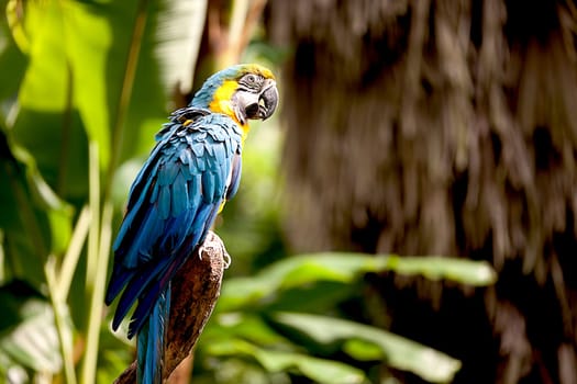 Colorful scarlet macaw perched on a bra