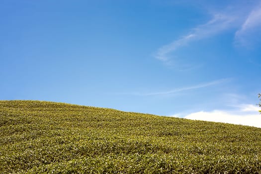 Tea Garden with blue sky