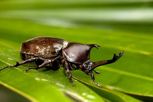 Rhinoceros beetle