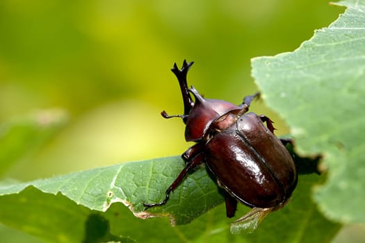 Rhinoceros beetle