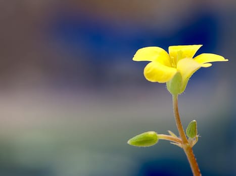 Creeping woodsorrel , Oxalis corniculat