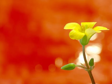Creeping woodsorrel , Oxalis corniculat